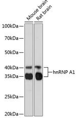 hnRNP A1 Antibody in Western Blot (WB)