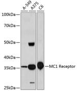 MC1R Antibody in Western Blot (WB)