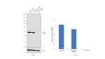 CtBP1 Antibody