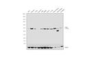 CtBP1 Antibody in Western Blot (WB)