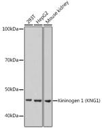 Kininogen 1 Antibody in Western Blot (WB)