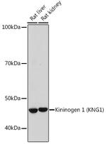 Kininogen 1 Antibody in Western Blot (WB)