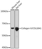 Collagen X Antibody in Western Blot (WB)