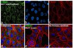 IFNGR1 Antibody in Immunocytochemistry (ICC/IF)