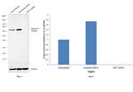 Glypican 3 Antibody in Western Blot (WB)