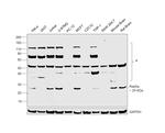 RAB5 Antibody in Western Blot (WB)