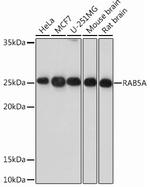 RAB5 Antibody in Western Blot (WB)