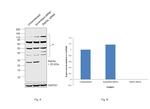 RAB5 Antibody in Western Blot (WB)