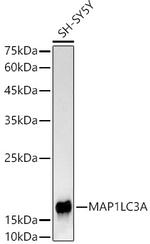 LC3A Antibody in Western Blot (WB)