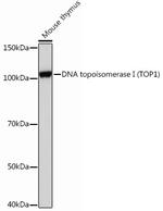 TOP1 Antibody in Western Blot (WB)