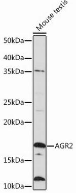 AGR2 Antibody in Western Blot (WB)