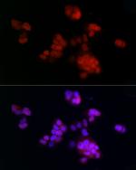 PCNA Antibody in Immunocytochemistry (ICC/IF)