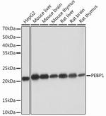 PEBP1 Antibody in Western Blot (WB)