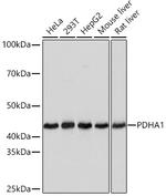 PDHA1 Antibody in Western Blot (WB)