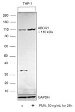 ABCG1 Antibody