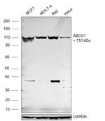 ABCG1 Antibody in Western Blot (WB)