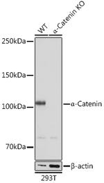 Catenin alpha-1 Antibody in Western Blot (WB)