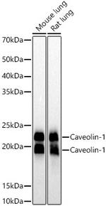 Caveolin 1 Antibody in Western Blot (WB)