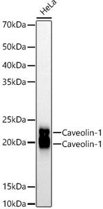 Caveolin 1 Antibody in Western Blot (WB)