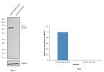 CD10 Antibody in Western Blot (WB)