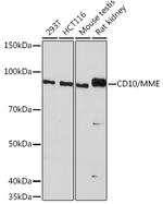 CD10 Antibody in Western Blot (WB)