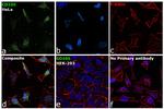 CD105 Antibody