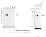 CD14 Antibody