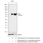 CD14 Antibody