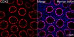 CDX2 Antibody in Immunohistochemistry (Paraffin) (IHC (P))