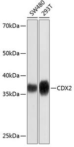 CDX2 Antibody in Western Blot (WB)