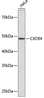 CXCR4 Antibody in Western Blot (WB)