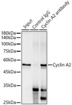 Cyclin A2 Antibody in Immunoprecipitation (IP)