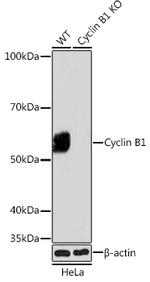 Cyclin B1 Antibody in Western Blot (WB)