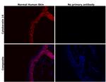 Cytokeratin 14 Antibody in Immunohistochemistry (Paraffin) (IHC (P))