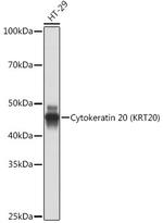 Cytokeratin 20 Antibody in Western Blot (WB)