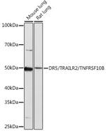 TRAIL-R2 (DR5) Antibody in Western Blot (WB)