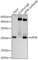 eIF4E Antibody in Immunoprecipitation (IP)