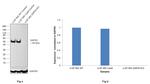 GAP43 Antibody in Western Blot (WB)