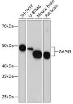 GAP43 Antibody in Western Blot (WB)