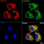 GAPDH Antibody in Immunocytochemistry (ICC/IF)