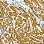 GAPDH Antibody in Immunohistochemistry (Paraffin) (IHC (P))