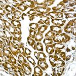 GAPDH Antibody in Immunohistochemistry (Paraffin) (IHC (P))