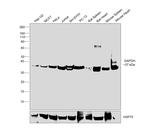 GAPDH Antibody in Western Blot (WB)