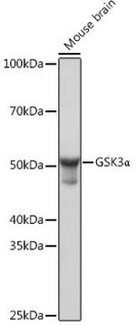 GSK3 alpha Antibody in Western Blot (WB)