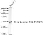 HMOX1 Antibody in Western Blot (WB)