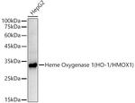 HMOX1 Antibody in Western Blot (WB)