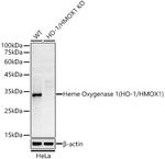 HMOX1 Antibody in Western Blot (WB)