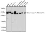 CD51 Antibody in Western Blot (WB)