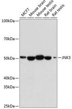 JNK3 Antibody in Western Blot (WB)