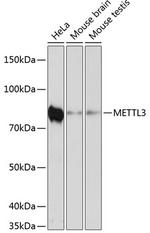 METTL3 Antibody in Western Blot (WB)